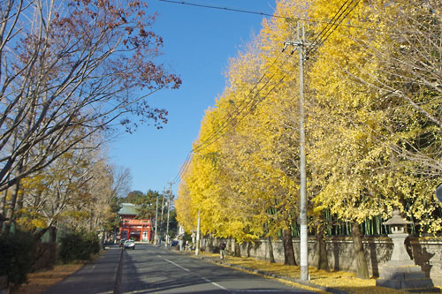 今宮神社楼門へと続く今宮門前通の銀杏並木の黄葉と、大徳寺塔頭（道場）・龍翔寺の瓦土塀