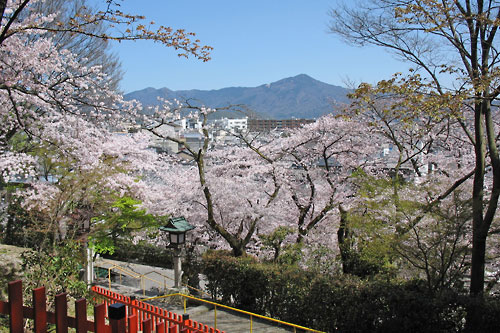 船岡山山腹の建勲神社の桜と紫野市街の果てに聳える比叡山
